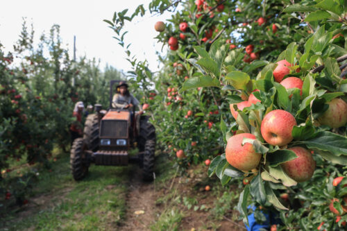 Tecnologia, crédito e conhecimento servem de estímulo à fixação do jovem no meio rural