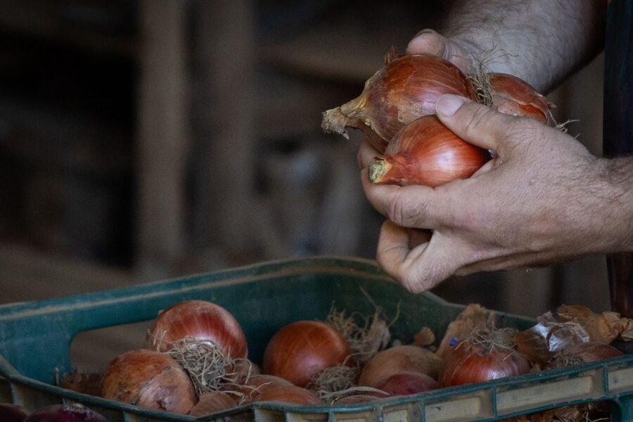 Audiência pública debate crise da cebola e busca saídas para o setor