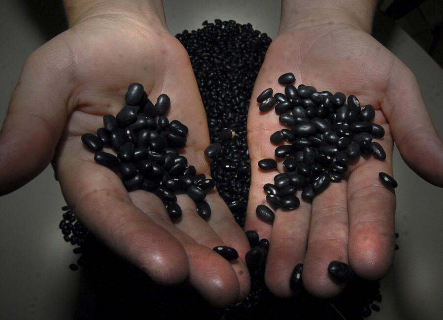 O feijão preto está entre os produtos beneficiados pelo projeto aprovado nesta terça (28)