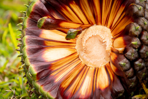 Leis de Incentivo ao Pinhão