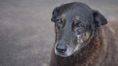 Aprovado projeto que enrijece penalidades a casos de maus-tratos a animais