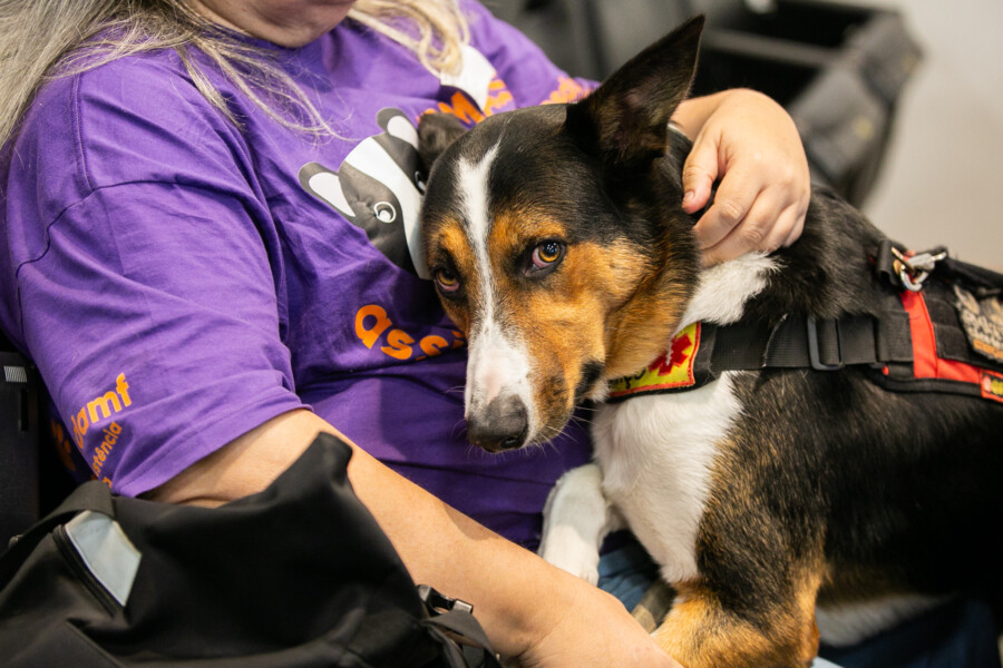 Projeto sobre rede de acolhimento a animais já está em tramitação na Alesc