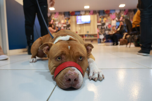 Dibea – Diretoria do Bem-Estar Animal – Combate contra a Zoonose