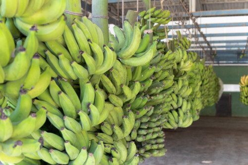 Banana de Corupá