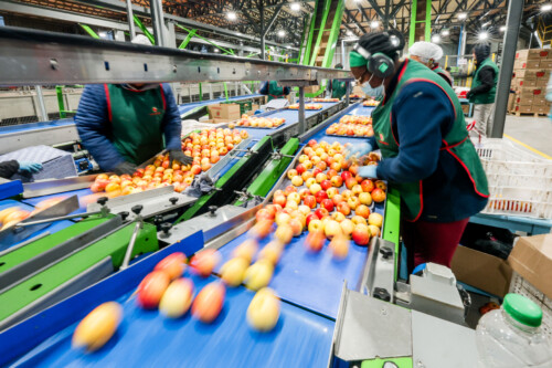 Indicação Geográfica – Maçã Fuji